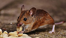 24 Hour & Emergency Exterminators in Logan, IA